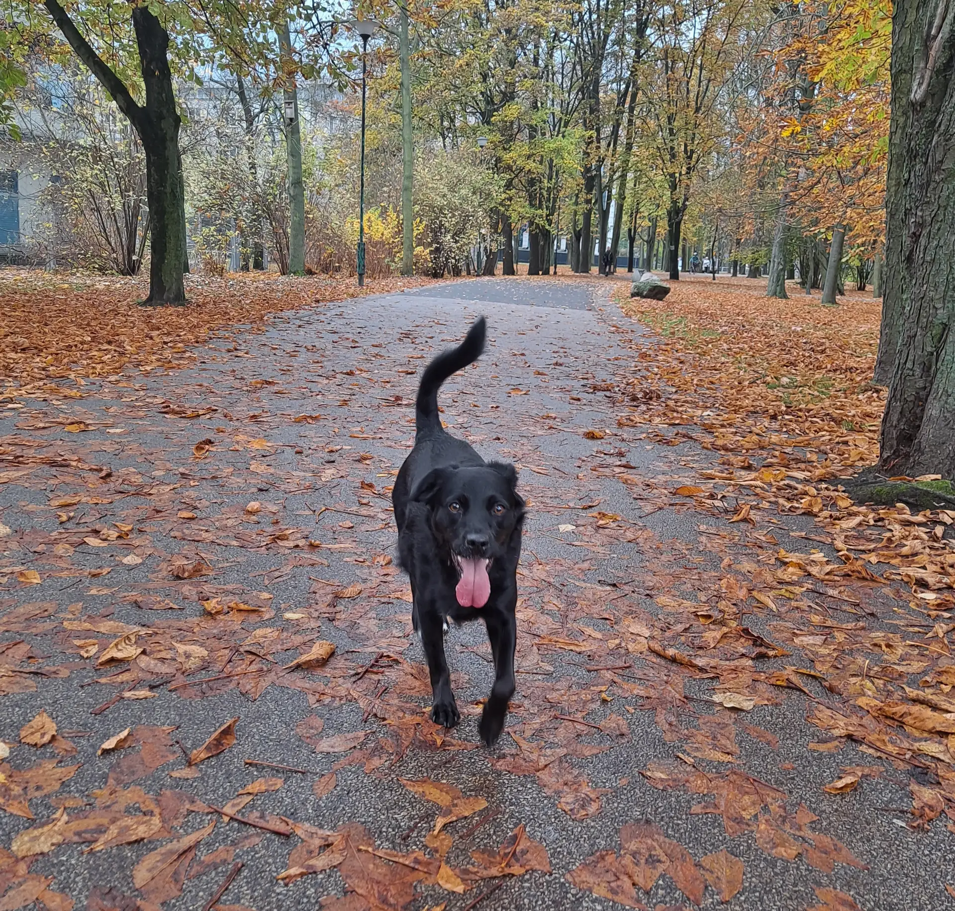 Pomoc w socjalizacji Twojego psa w grupie