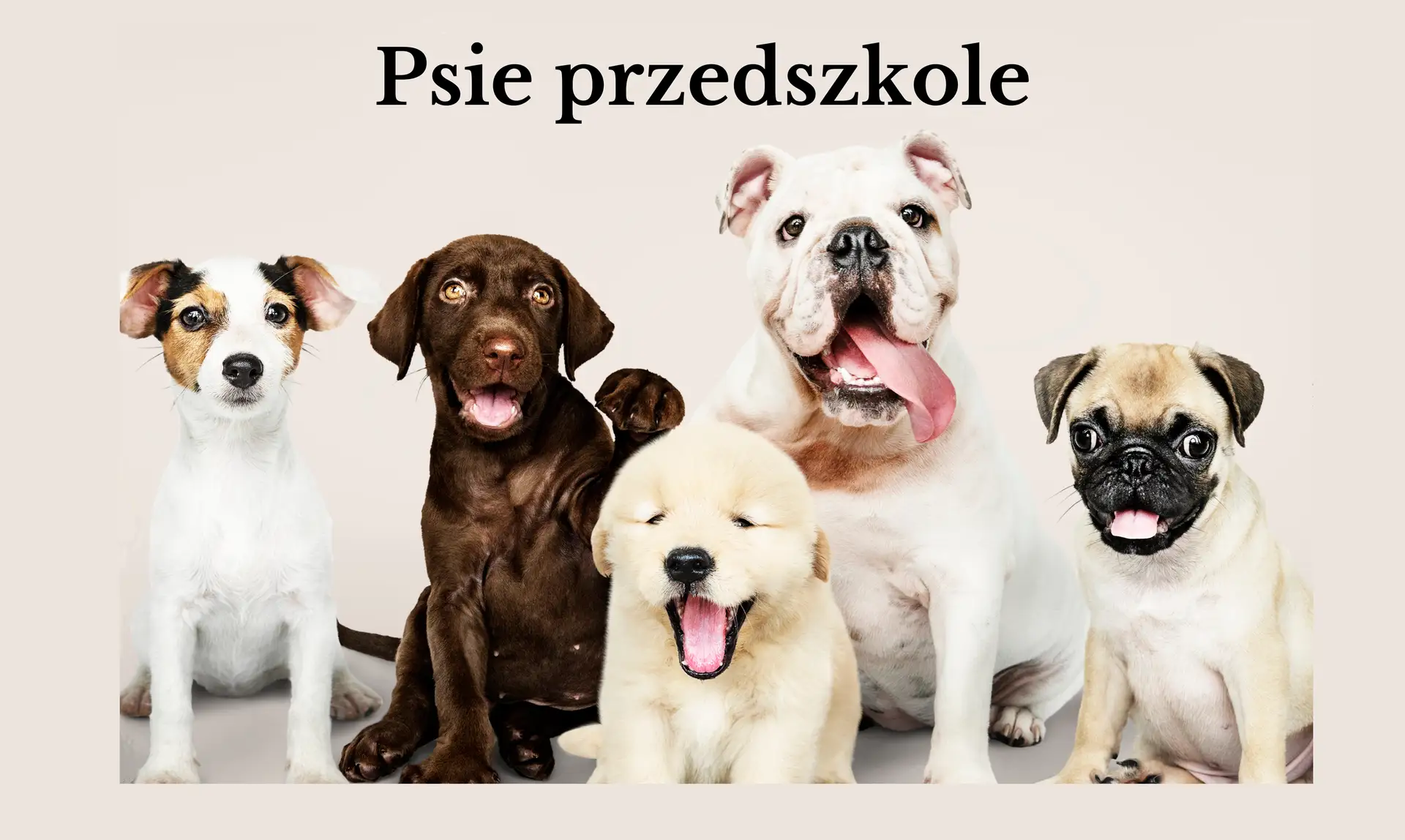 Idealne szkolenie dla szczeniąt do nauki i zabawy